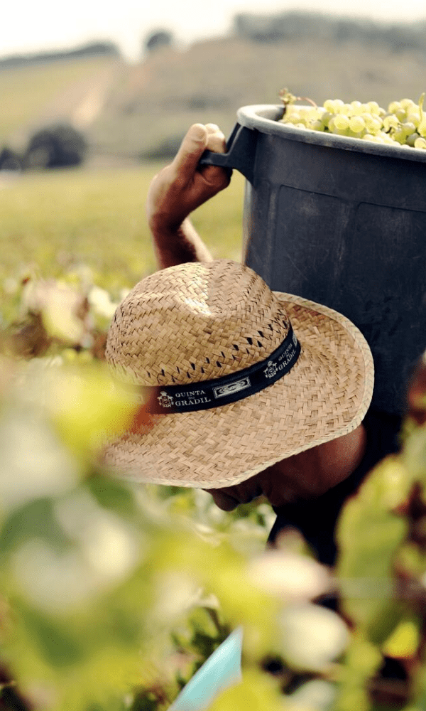 Quinta do Gradil Harvest